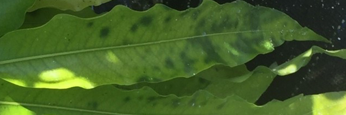 picture of iron deficient leaf